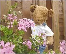 Comment s'appelle cet ours ?