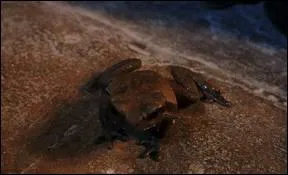 A qui appartient ce crapaud ?