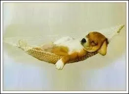 Conseils : le chocolat et les oignons sont toxiques pour les chiens, et il est recommand de...