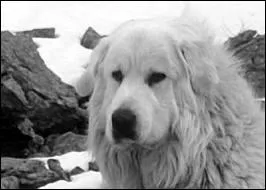 Quelle est la race de Belle, la chienne fidle de Sbastien ?