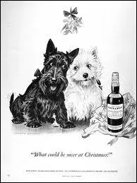 De quelle(s) race(s) sont les chiens du whisky 'Black & White' ?
