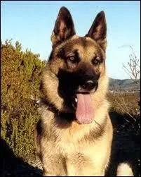 Les bergers allemands mascottes de '30 millions d'amis' ont tous appartenu au crateur de l'mission. Comment s'appelait le premier chien (1976-1982) ?