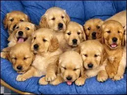 La France est au 5e rang europen en terme de population canine. Combien y a-t-il de chiens en France ?