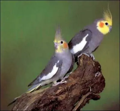 Quel est cet oiseau ?