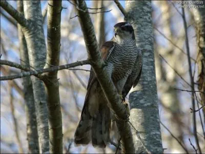 Quel est cet oiseau ?
