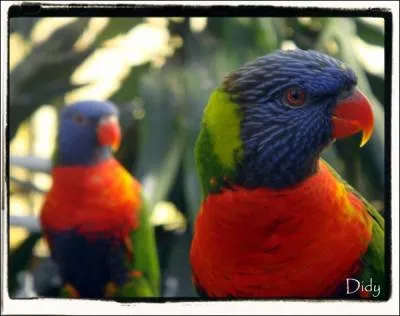 Quel est cet oiseau ?