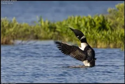 Quel est cet oiseau ?