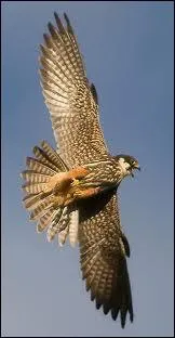 Quel est cet oiseau ?