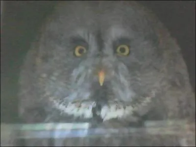 Quel est cet oiseau ?