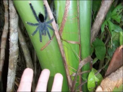 Et enfin la clbrissime question extrmement tueuse : D'ou vient cette araigne ?