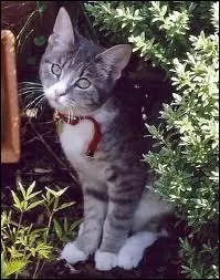 Quelle chatte domestique est la soeur de Coeur de Feu et la mre de Petit Nuage ?