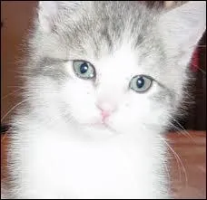 Quelle reine (ancienne aveugle) est la mre de Fleur de Saule ?