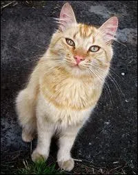 Quelle chatte a mis au monde Patte d'Or et Patte d'pine ?