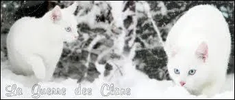 Quelle chatte est la mre de Coeur Blanc et de Coeur d'pine ?