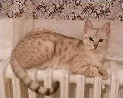 Qui a accept d'lever Petit Nuage ?