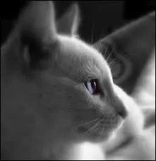 Quelle reine a perdu deux petits ?