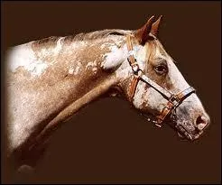 Qu'est-ce qu'un 'canter' ?