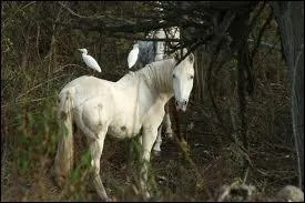 Qu'est-ce qu'un 'tourneau' ?
