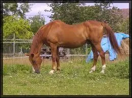 Qu'est-ce qu'un 'ensell' ?