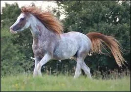 Qu'est-ce qu'un 'rubican' ?