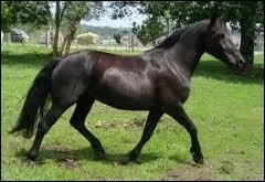 De combien de temps le trot est-il compos ?