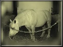 Qu'est-ce qu'un 'sang tide' ?