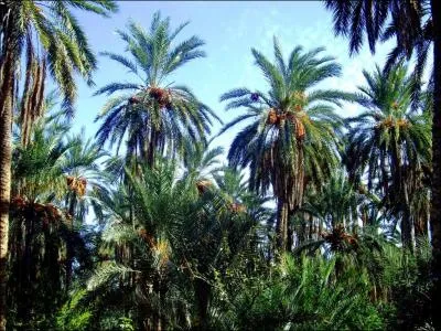 On peut aussi faire du sucre avec la sve et le fruit de cet arbre. Quel est cet arbre ?