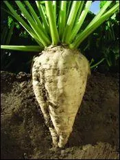 Pour faire du sucre, on peut utiliser...