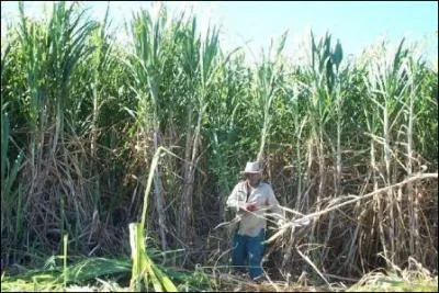 Pour faire du sucre, on peut utiliser...