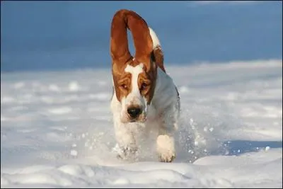 Fou de joie par la course dans la neige, les oreilles au vent, c'est un ?