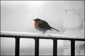 Sur la barrire enneige, un autre joli oiseau, qui est un ?
