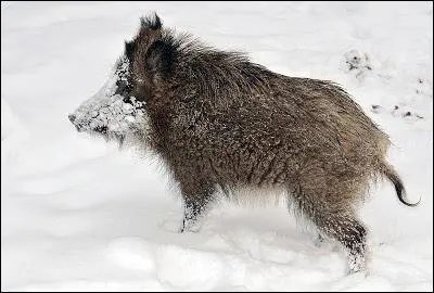 Le museau couvert de neige comme de la crme, c'est un ?