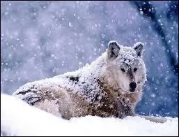 N'est-il pas beau et paisible ainsi sous la neige tombante, lui qui est la sentinelle de la fort, le ?