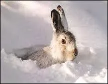Ces oreilles ce nez et ces moustaches qui apparaissent dans la neige sont  ?