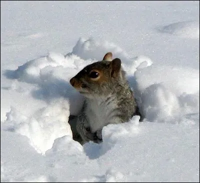 Ce petit animal au museau pointu qui s'est creus un chemin dans la neige est ?