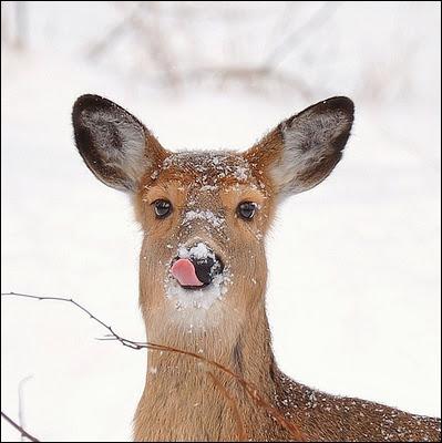 Cet adorable animal qui semble s'tre rgal de neige est ?