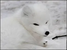 Presque indcelable sur le manteau de neige, voici...