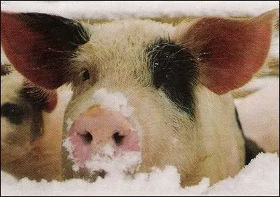 Semblant se dlecter de se faire une petite sieste au frais, c'est ?