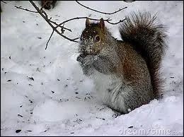 Gourmand malgr le manteau de neige, voici l'ami...