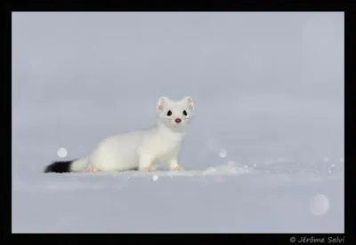 Aussi blanche que la neige, sauf le nez ! c'est la belle... ?