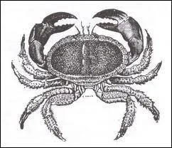 Certains sorciers le chassent pour sa carapace, qui sert  fabriquer des chaudrons, il s'appelle ...