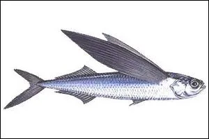 Zoologie : Autre nom du poisson volant.
