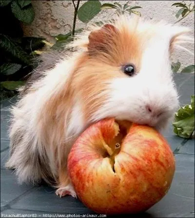 En captivit, quel est l'aliment principal du cochon d'Inde ?