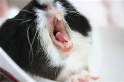 Comment est appel le mle ?