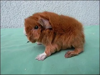 Combien de temps dure la gestation de la femelle ?