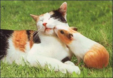 Le cochon d'Inde peut-il devenir proche d'un autre animal de compagnie ?