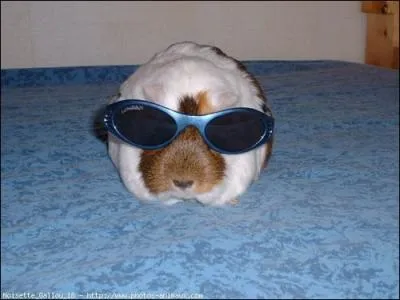 Avant, quelle tait l'utilit du cochon d'Inde ?