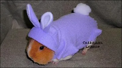 Combien de doigts possdent les pattes antrieures ?