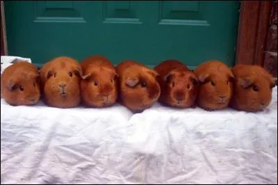 Et les pattes postrieures ?