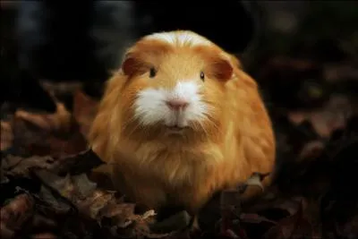 Les cochons d'Inde possdent-ils une queue ?